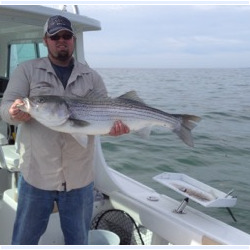 Striped Bass Fishing in Maine