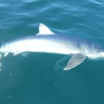 maine shark fishing charters