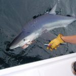 maine shark fishing charter