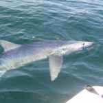 portland me shark fishing