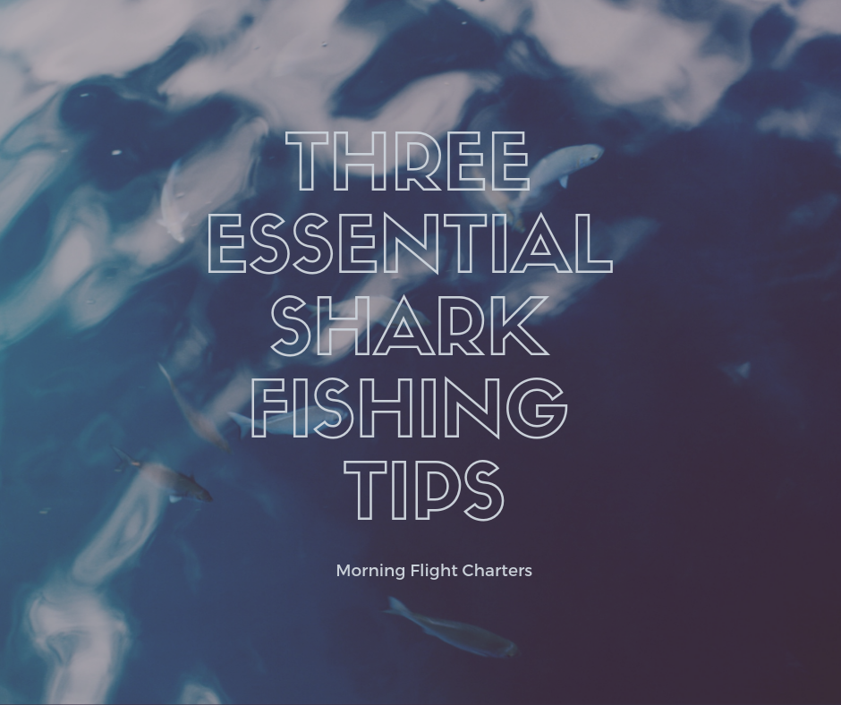 Three Essential Shark Fishing Tips